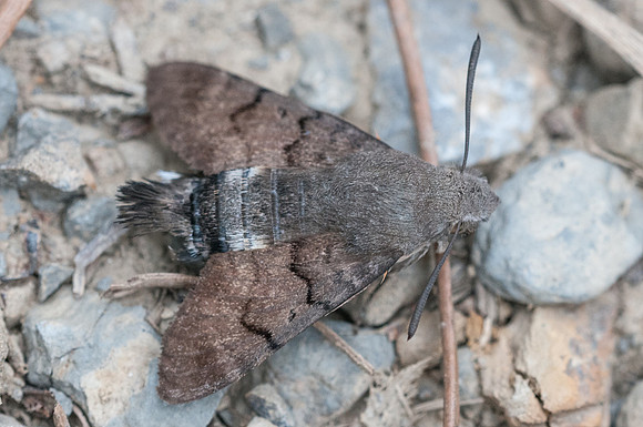 Macroglossum stellatarum-2380