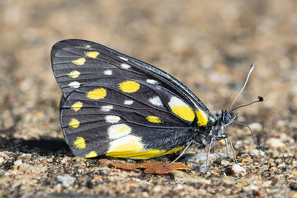 Délias belladone-5065 - Doi Inthanon - 26/03/25