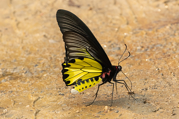 Troides aeacus-0508 - Chiang Dao - 16/03/24