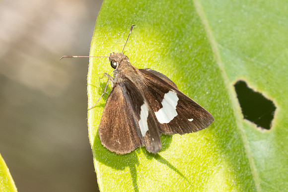Notocrypta sp-3526 - Doi Inthanon - 23/03/25