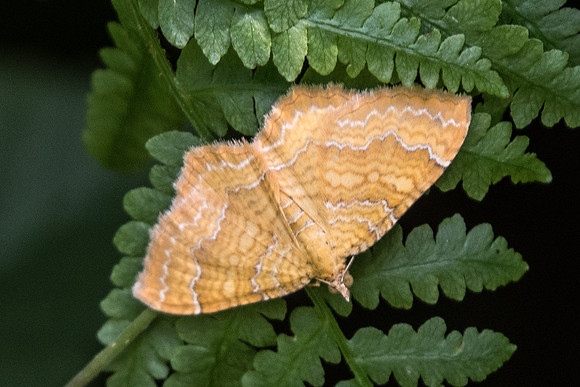 Camptogramma bilineata - Précy 6/07/19