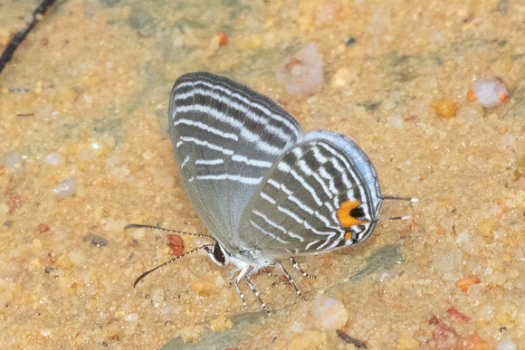 Jamides malaccanus-9818