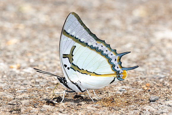 Polyura eudamippus-5271