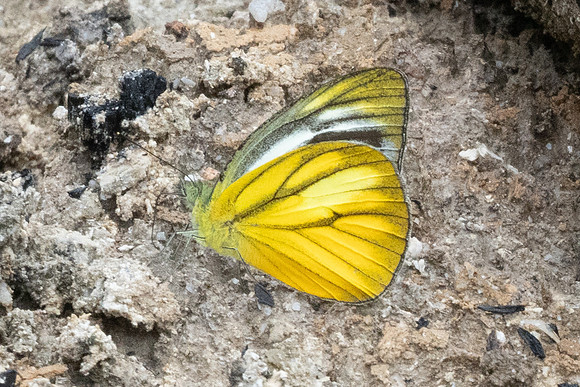Cepora nadina-8894