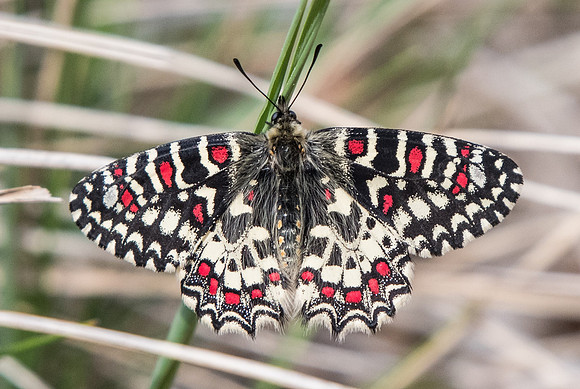 zerynthia rumina -4891- Digne les bains - 19/04/19