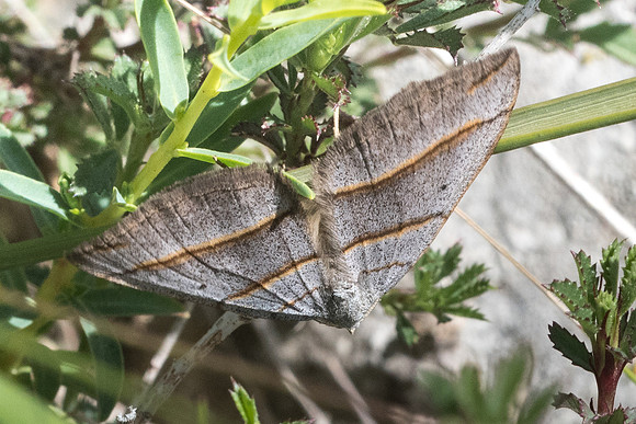 Scotopteryx luridata