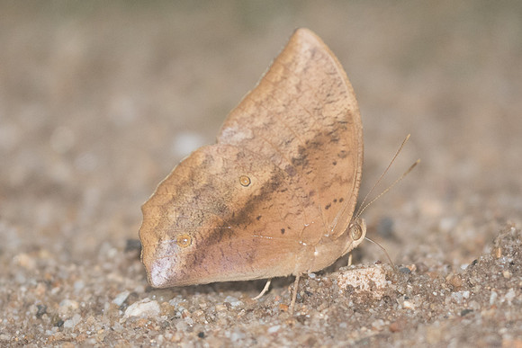 Discophora sondaica-2074 - Chiang Dao - 17/11/23