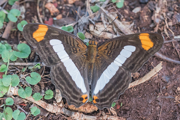 Adelpha paraena massilia-5932