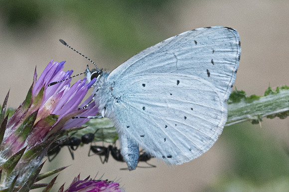 Celastrina argiolus-9163 - Corse - 17/06/23