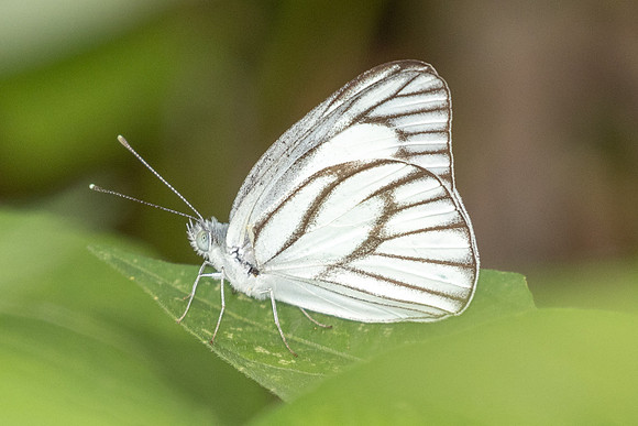 Appias libythea-0848