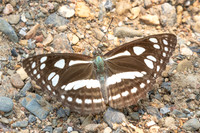 Phaedyma columella-1201 - Chiang Dao - 17/03/25