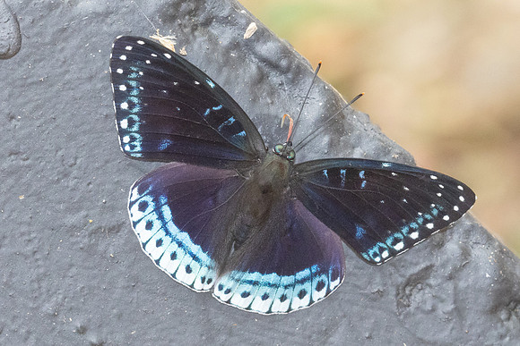 Stibochiona nicea-3435  - Chiang Dao - 19/03/24