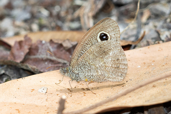 Ypthima sp-4493