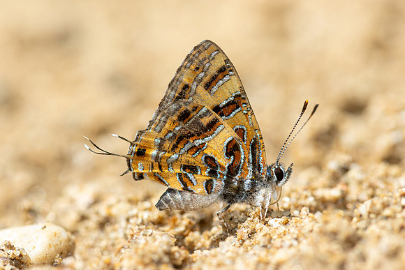 Catapaecilma subochrea-4630 - Chiang Dao - 22/03/24