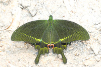 Papilio paris-3348