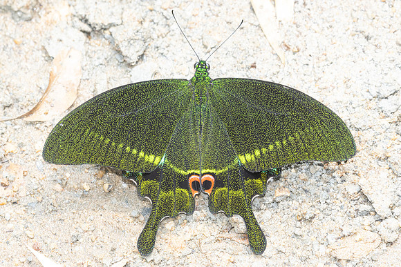 Papilio paris-3348
