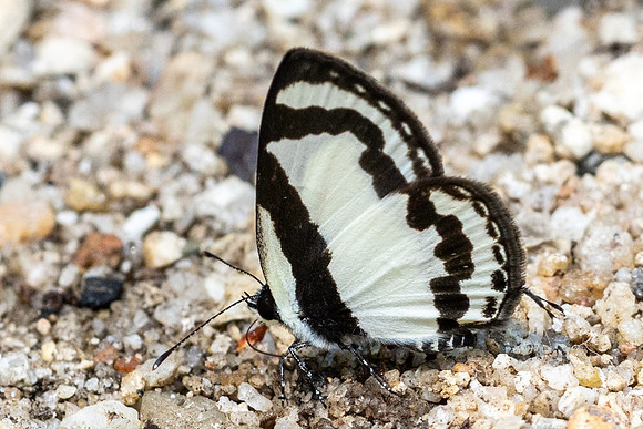 Caleta roxus-7189 - Doi-Suthep - 28/03/24