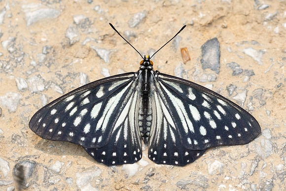 Hestina persimilis persimilis-0744
