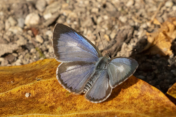 Acytolepis puspa-4200