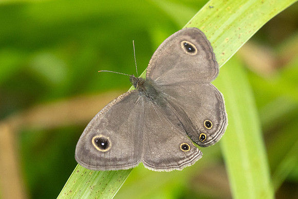 Ypthima pandocus-8761