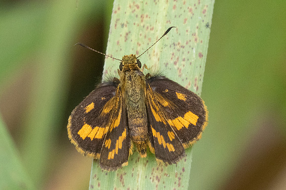 Potanthus omaha-8661