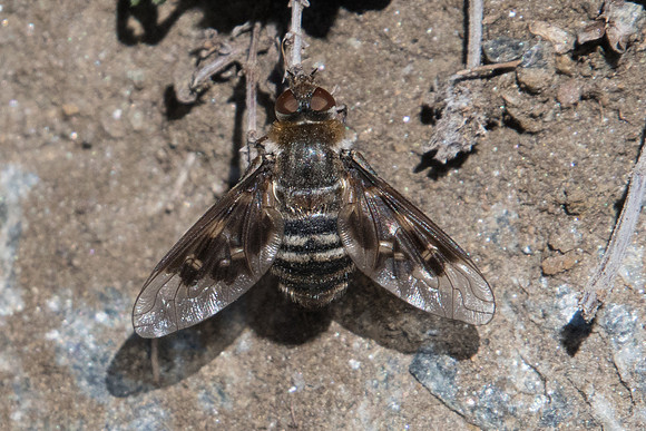 Insecte-6427