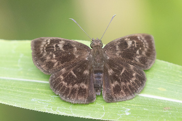Ouleus fridericus-9773 - Bucaramanga - 5/06/24