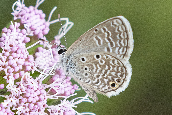 Hemiargus hanno-2997 - Barichara - 9/06/24