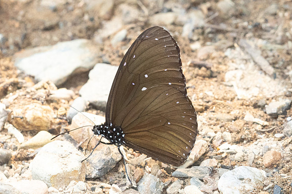 Euploea-1707 - Chiang Dao - 18/03/25
