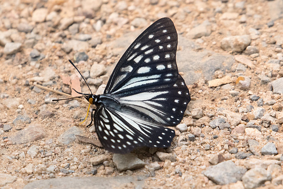 Hestina persimilis persimilis-2720- Chiang Dao  - 11/03/23