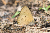 Una usta-3549