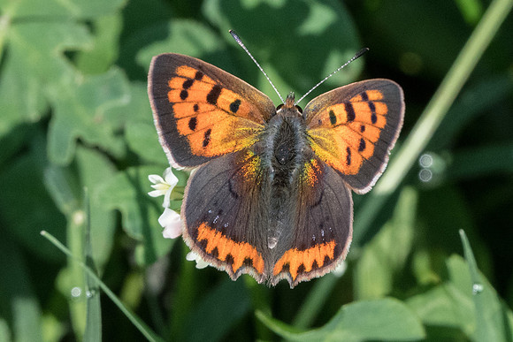 Lycaena phlaeas-1452 Turin - 23/09/20