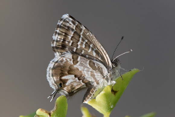Cacyreus marshalli - 9571 - Levanto - 17/09/20