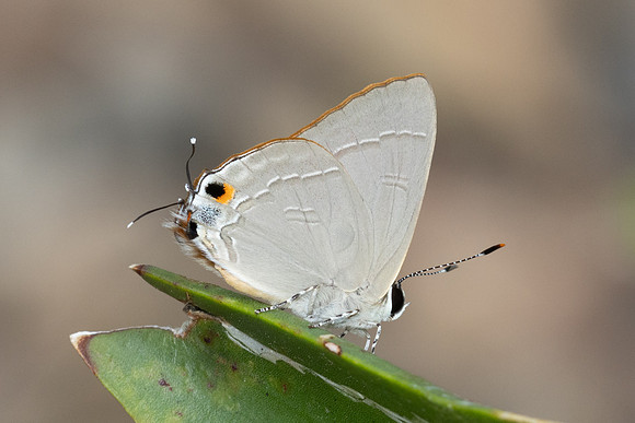 Rapala iarbus-4686 - Chiang Dao - 22/03/24