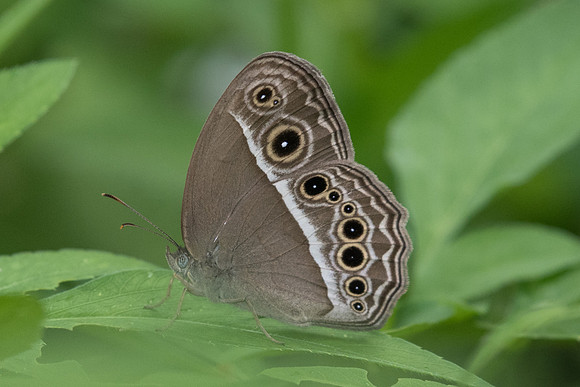 Mycalesis perseus-5253 -Phanom Bencha Mountain - 23/11/23