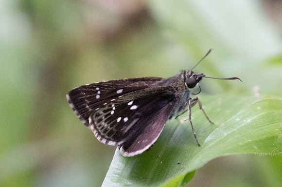 Sovia albipectus-2573 - Chiang Dao - 15/11/23