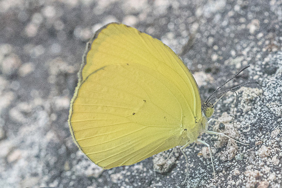 Eurema dina ♂-3495