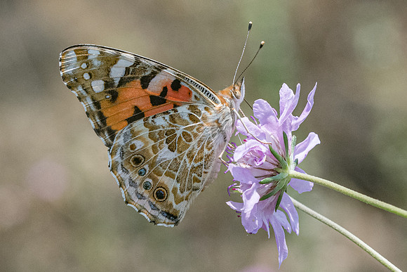 Vanessa cardui-8915 - Corse - 16/06/23