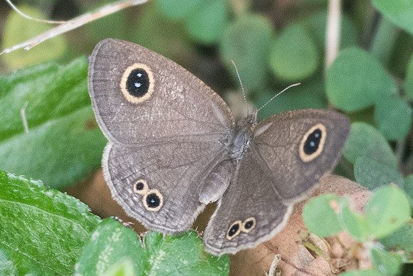 Ypthima huebneri-3115 - Koh Samui - 20/03/23