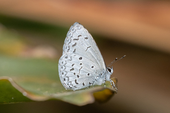 Acytolepis puspa-1990