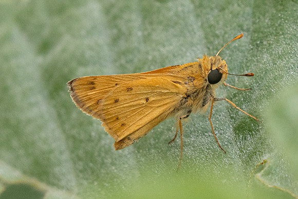 Hylephila phyleus-2931