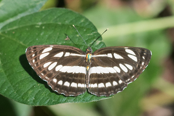 Neptis hylas-3172- Chiang Rai - 19/11/23