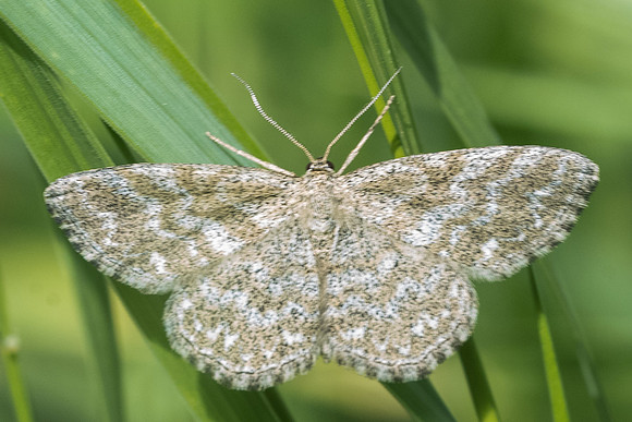 Scopula immorata-7696