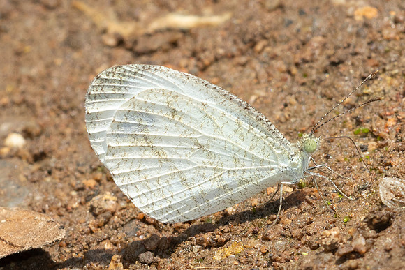 Leptosia nina-5691 - Doi Suthep - 27/03/25