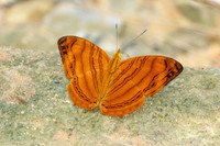 Chersonesia rahria-9691-Gopeng, Sungai Geroh - 13/03/25
