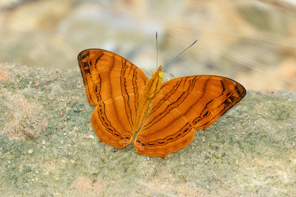 Chersonesia rahria-9691-Gopeng, Sungai Geroh - 13/03/25