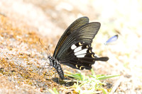 Papilio nephelus - chaon-4934 - Huai Sai Lueang Waterfall (1040m) - 25/03/25