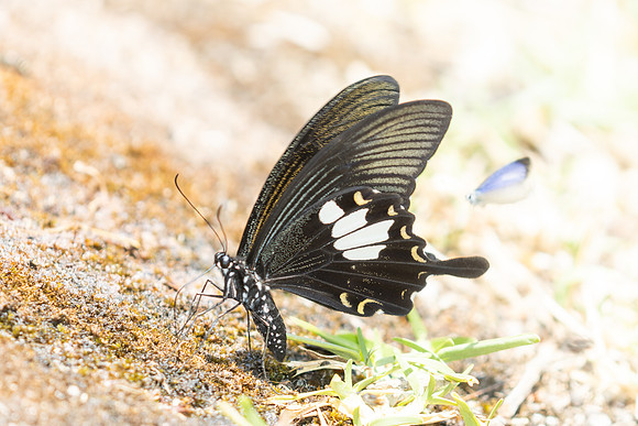 Papilio nephelus - chaon-4934 - Huai Sai Lueang Waterfall (1040m) - 25/03/25