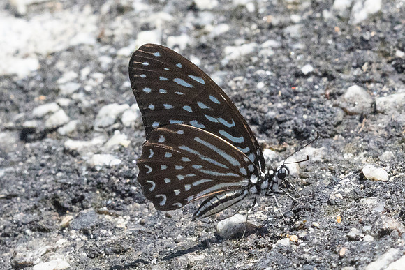 Graphium megarus-9210