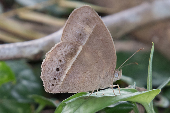 Mycalesis perseus id--1829 - Koh Samui 18/03/23